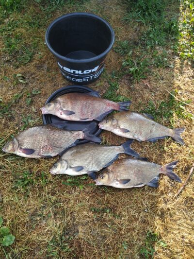 Carp bream — Neman River
