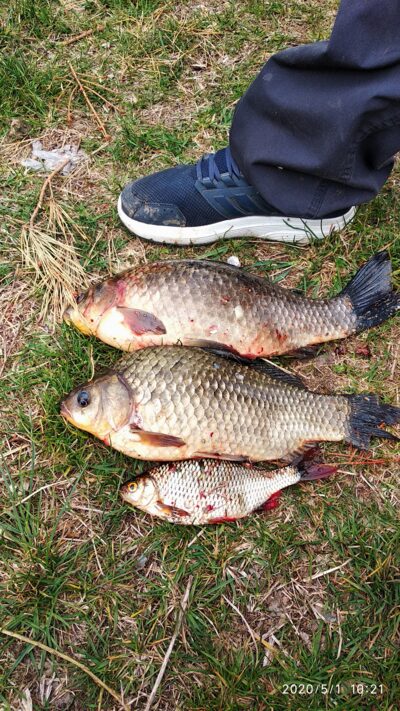 Prussian carp ×2