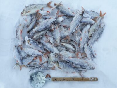 Roach ×51