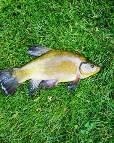 Tench