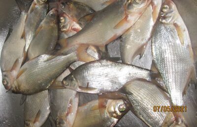 Silver Bream ×16 — Pakumulšių II-asis