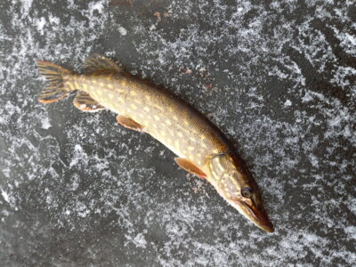 Northern Pike, 0.7 kg — Aunuvėnų