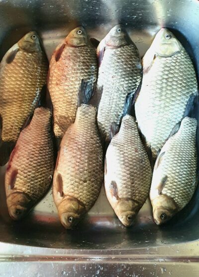 Prussian carp ×8
