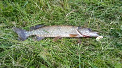 Northern Pike, 0.5 kg — Rokiškio IV-asis