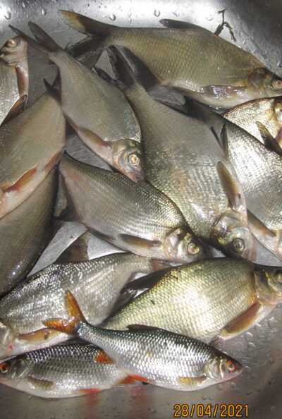 Silver Bream ×13 — Pakumulšių II-asis