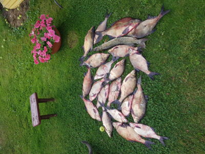 Carp bream ×10 — Kretuonas