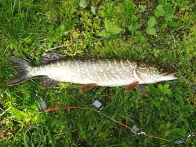 Northern Pike, 1.4 kg — Sartai