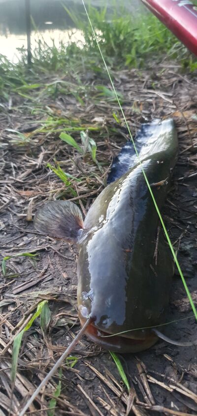 Wels catfish, 3.3 kg — Venta