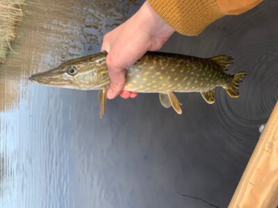 Northern Pike — Mūšėjus