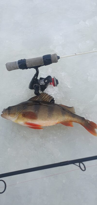 Eurasian perch, 0.4 kg