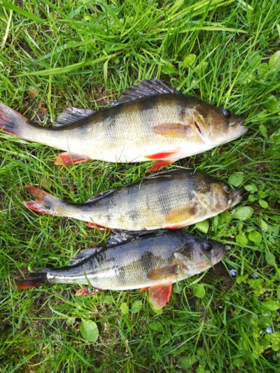 Eurasian perch ×3 — Sartai