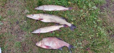 Northern Pike ×3