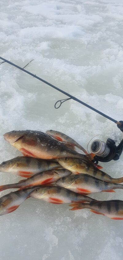 Eurasian perch — Vadakstis