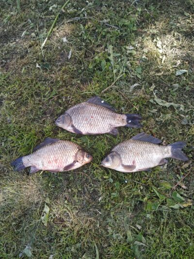 Prussian carp ×3 — Dvariukų