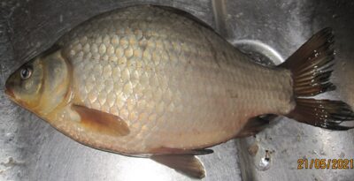Prussian carp, 0.7 kg