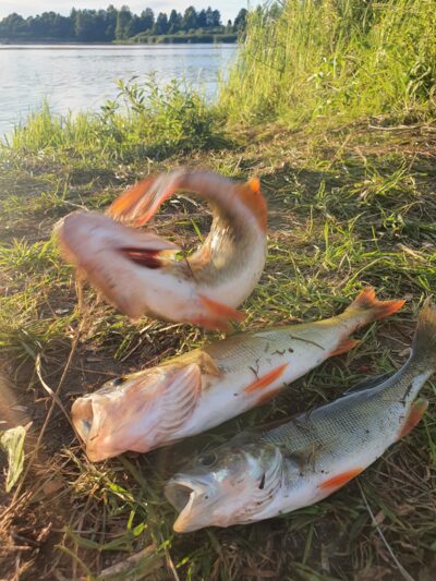 Eurasian perch