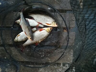 Roach ×5 — Sartai