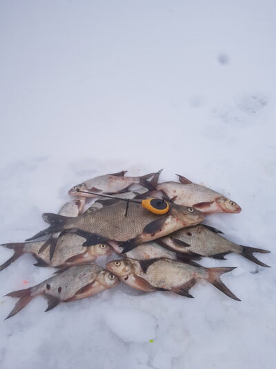 Carp bream — Žeimenys