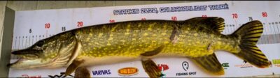 Northern Pike