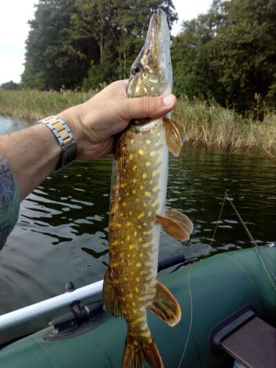 Northern Pike