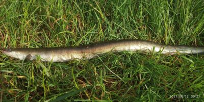 European eel, 1.0 kg — Neman River