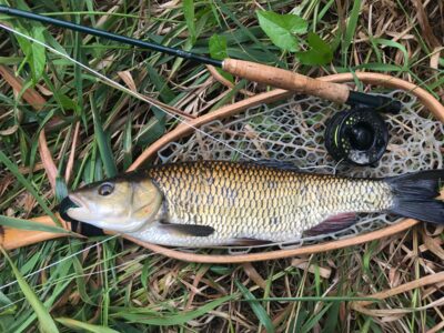 chub, 1.6 kg