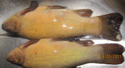 Tench ×2