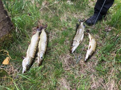 Northern Pike ×4