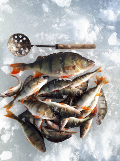 Eurasian perch ×30