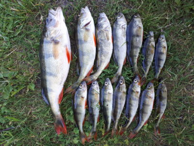 Eurasian perch ×15