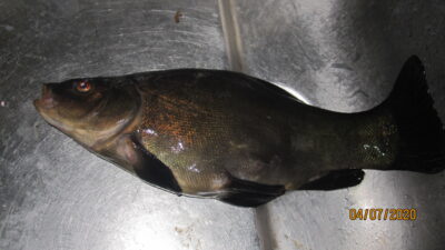Tench, 0.5 kg