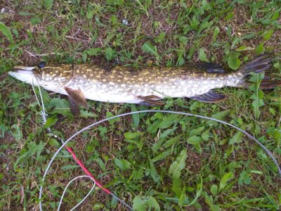 Northern Pike