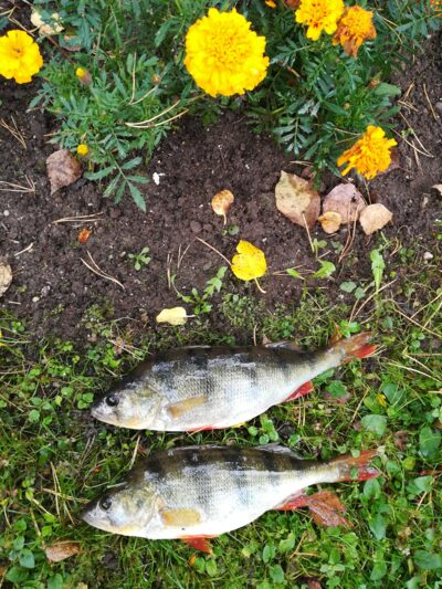 Eurasian perch ×2 — Sartai