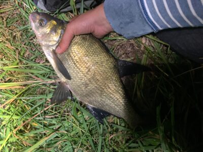 Carp bream, 1.1 kg — Rubikių