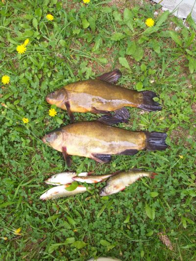 Tench