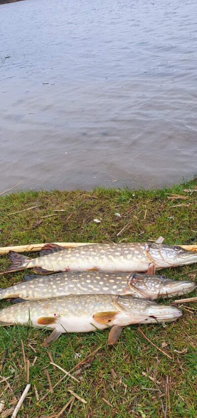 Northern Pike