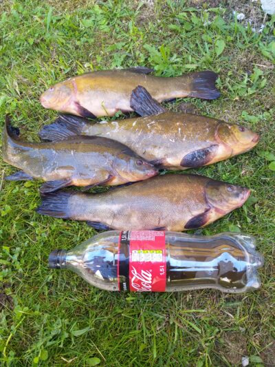 Tench