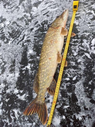 Northern Pike, 1.5 kg — Aunuvėnų