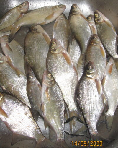 Silver Bream ×20 — Pakumulšių II-asis