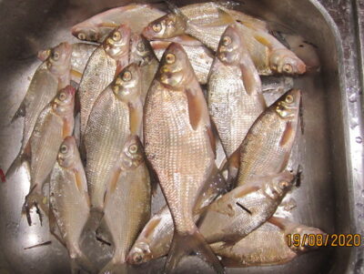 Silver Bream ×18 — Pakumulšių II-asis