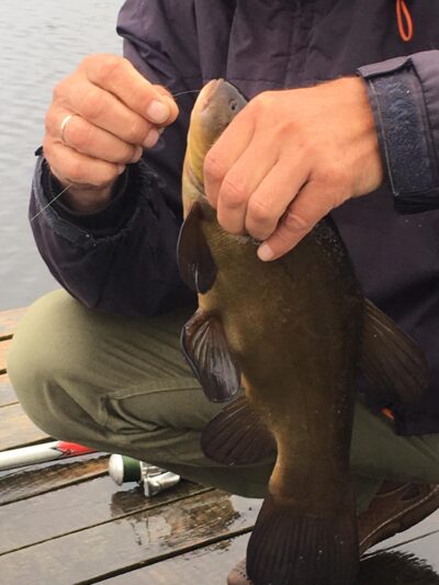 Tench