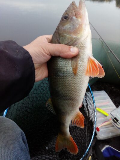 Eurasian perch, 0.6 kg — Sartai