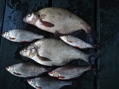 Carp bream ×2 — Sartai