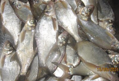 Carp bream ×24 — Pakumulšių II-asis