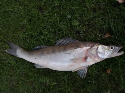 Pike perch — Kuršių