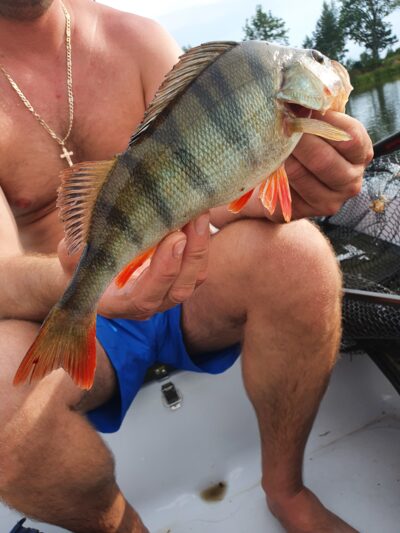 Eurasian perch