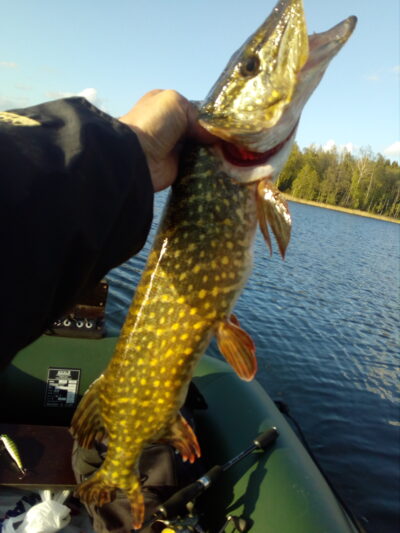 Northern Pike
