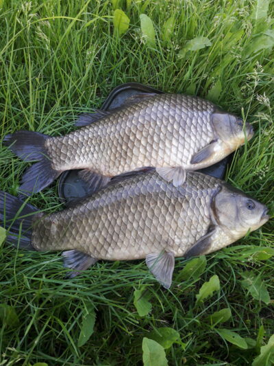 Prussian carp ×2 — Šaukėnų I-asis