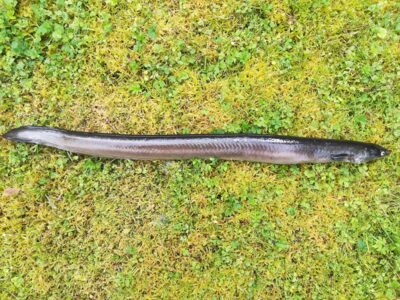 European eel