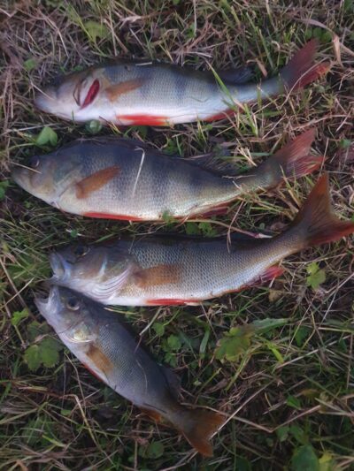 Eurasian perch